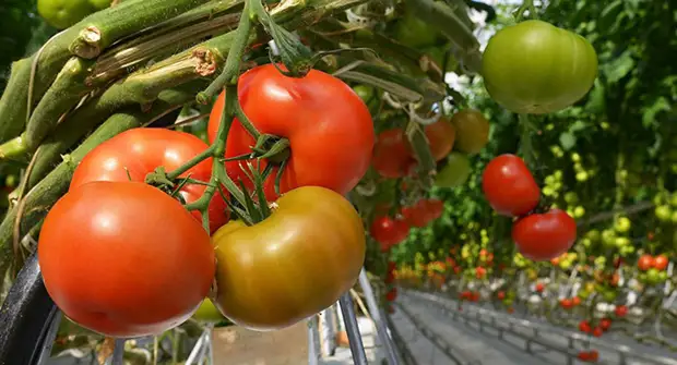הפגז מעשיר את סידן הקרקע. זה שימושי עבור עגבניות.