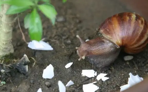 Shell dibe alîkar ku şerên dacha şer bikin.